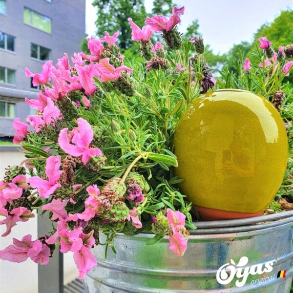 Oyas® à planter Pomme
